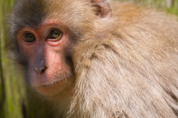 罠にかかったニホンザル-Macaca fuscata