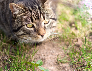 Naklejka na ściany i meble A young male cat looking to play outdoors