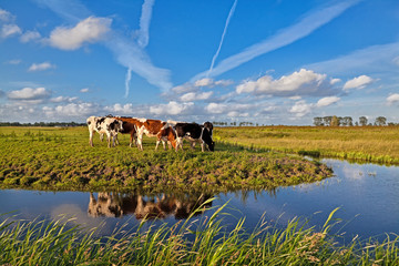 cows on pasture over blue sky