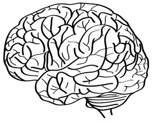 Human Brain Vector Outline Sketched Up.