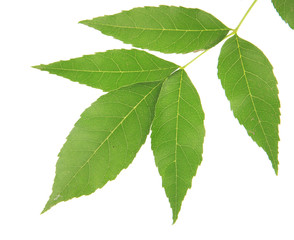 Green leaves isolated on white