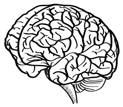 Human Brain Vector Outline Sketched Up.