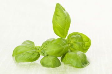 Fresh basil leaves on green background.