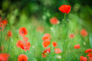 Obraz premium poppies field 