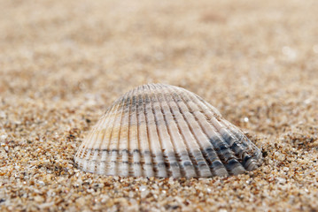 Shell and sand