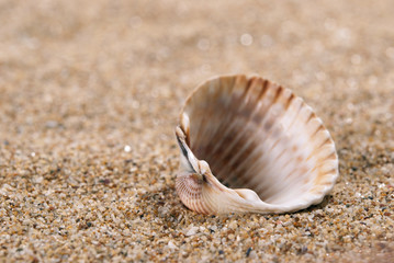Shell and sand