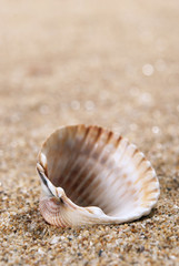 Shell and sand