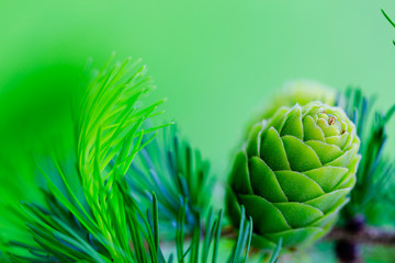 Larch branch with cones