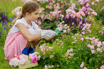 Rose garden -  girl cutting roses in the garden