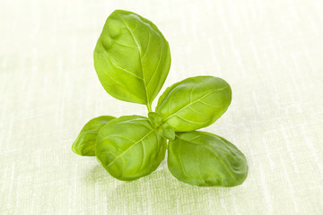 Fototapeta premium Fresh basil.