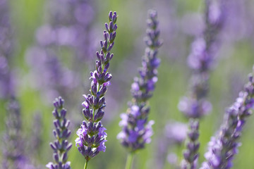 Fototapeta na wymiar violet lavenders in a field