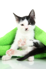 Small kitten in green towel isolated on white