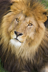 Male lions face
