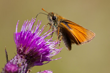 Thymelicus sylvestris