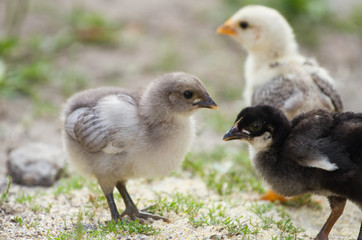 Baby chicks
