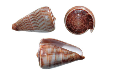Shells of Conus figulinus isolated on white
