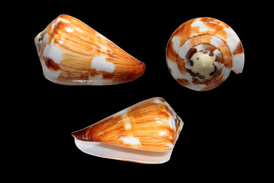 Kegelmuschel Bilder Durchsuchen 4,033 Archivfotos, und