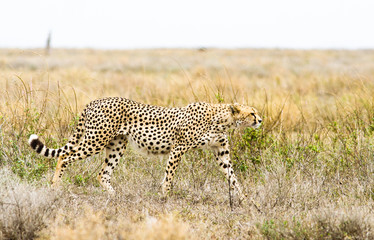 Cheetah