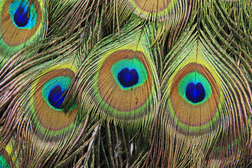 beautiful peacock feathers