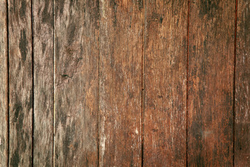 Fototapeta premium texture of bark wood use as natural background
