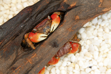 crabs inhabiting the dry wood