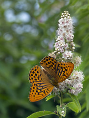 Butterfly (lat. Concern argynnis paphia).