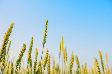 Wheat ears