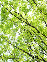 芽吹きのケヤキ