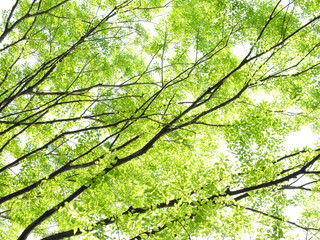 芽吹きのケヤキ