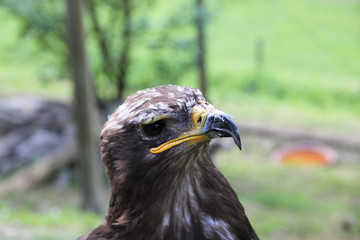 Adler