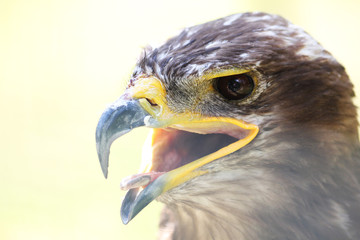 Adler