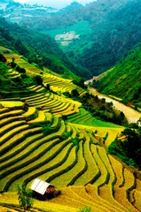 Poster Rijstvelden van terrassen in Vietnam © degist