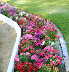 Obraz premium aiuola di fiori