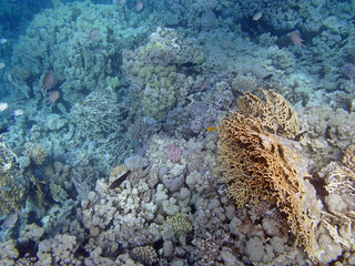 snorkeling in red sea