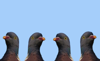 Four pigeons