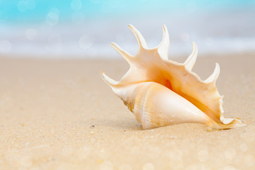 Fototapeta na wymiar muszla na piasku na plaży