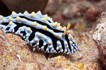 Hawaiian sea slug