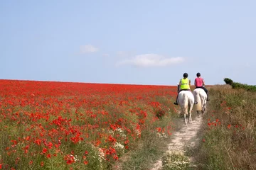Photo sur Plexiglas Coquelicots Horses riding through poppies