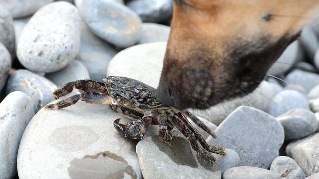 Dog sniffs crab