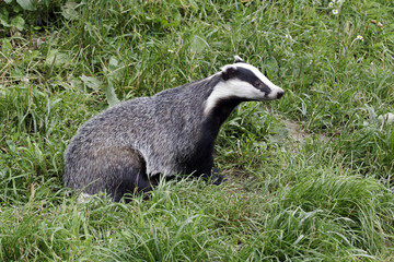 Badger, Meles meles © Erni