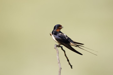 Barn swallow, Hirundo rustica