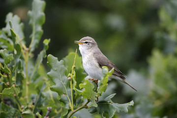Willow warbler, Phylloscopus trochilus