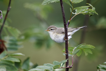Fototapeta premium Willow warbler, Phylloscopus trochilus