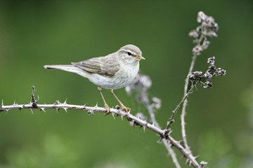 Willow warbler, Phylloscopus trochilus