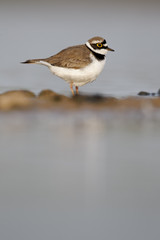 Little-ringed plover, Charadrius dubius