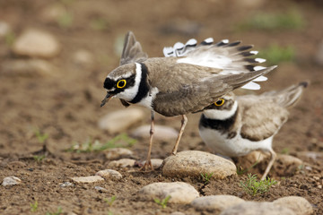 Little-ringed plover, Charadrius dubius