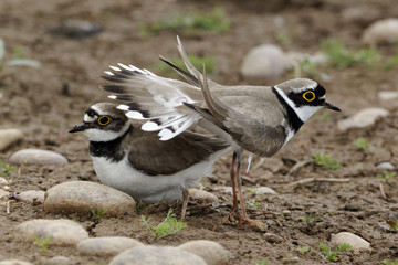 Little-ringed plover, Charadrius dubius