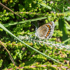 Female Silver Studded Blue