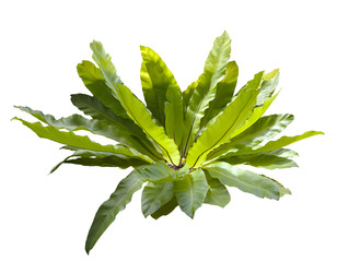 bird nest fern isolated white