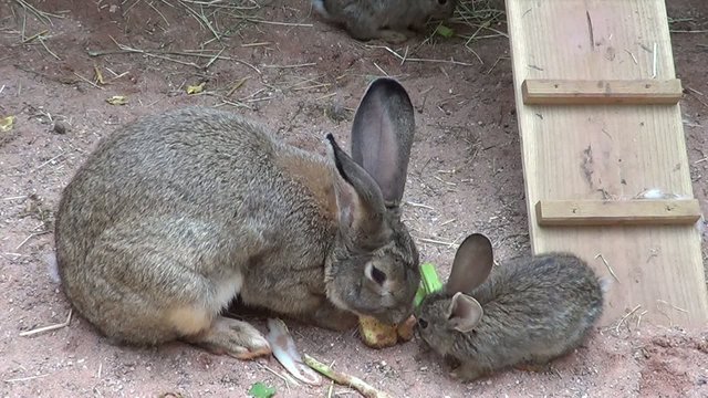 lapins